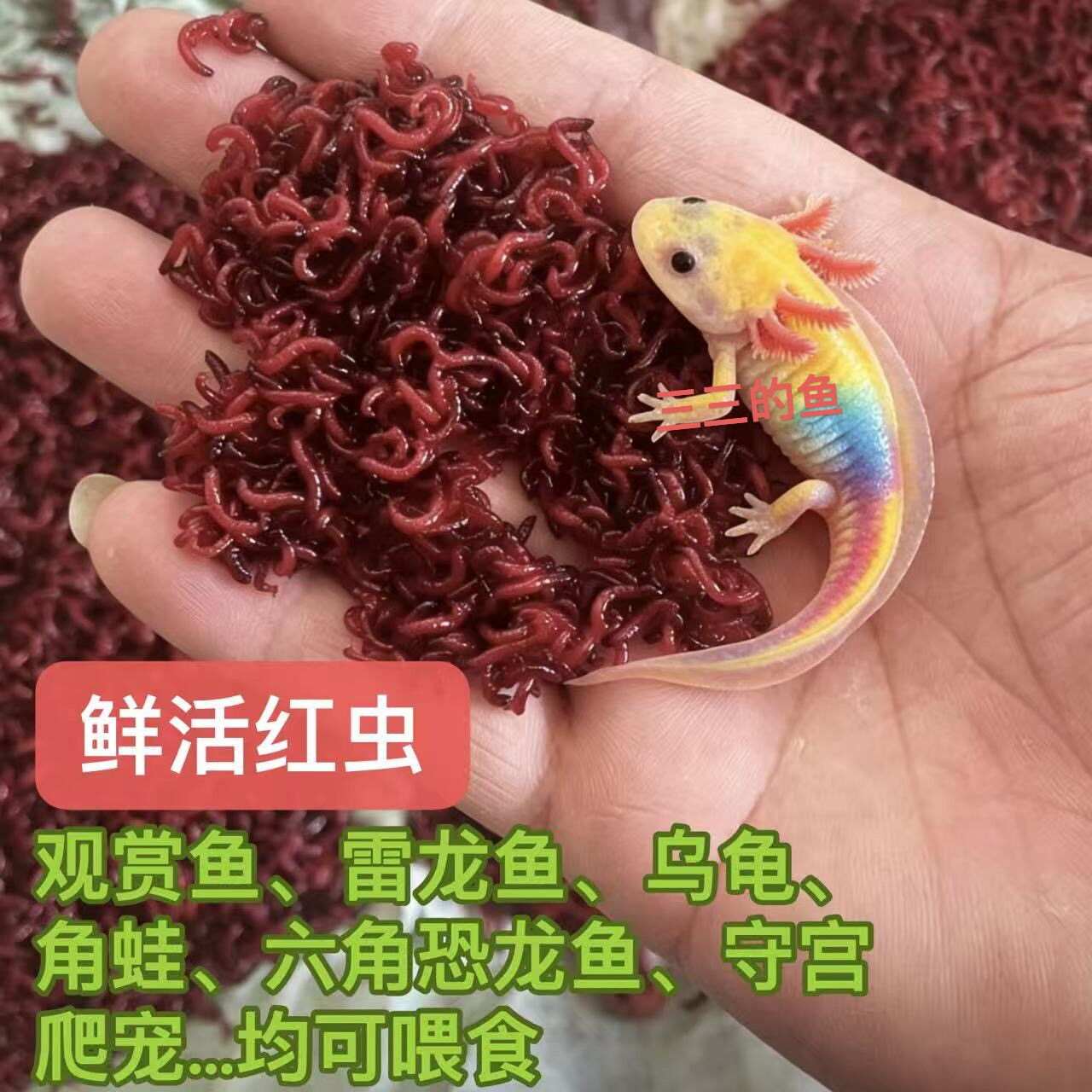 红虫活饵雷龙鱼赤虫鱼食六角恐龙角蛙守宫爬宠乌龟活体饲料观赏鱼