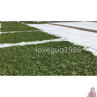 青布青布茶布料摊青晒采茶白色布包布干货网晒谷晾晒茶叶小麦家用