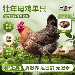 三德子 农家散养老母鸡【单只】350天土鸡走地鸡孕妇坐月子鸡汤