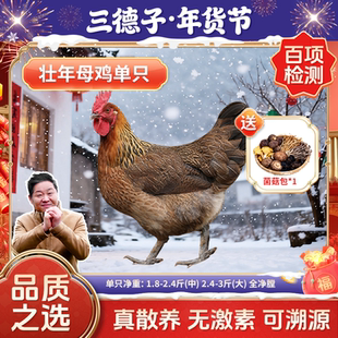 三德子  农家散养老母鸡 真土鸡走地鸡孕妇坐月子鸡汤滋补