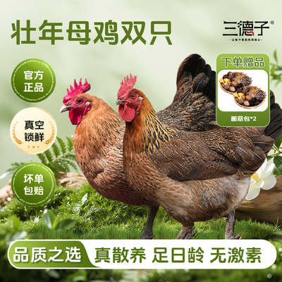 三德子老母鸡【双只】 散养土鸡走地鸡慢养350天月子鸡汤