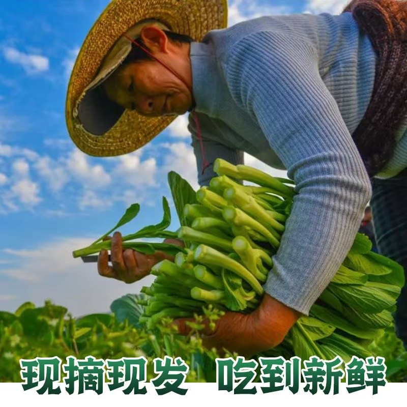 广东甜菜心新鲜蔬菜现摘现发青菜菜苔小油菜心当季新鲜现采蔬菜