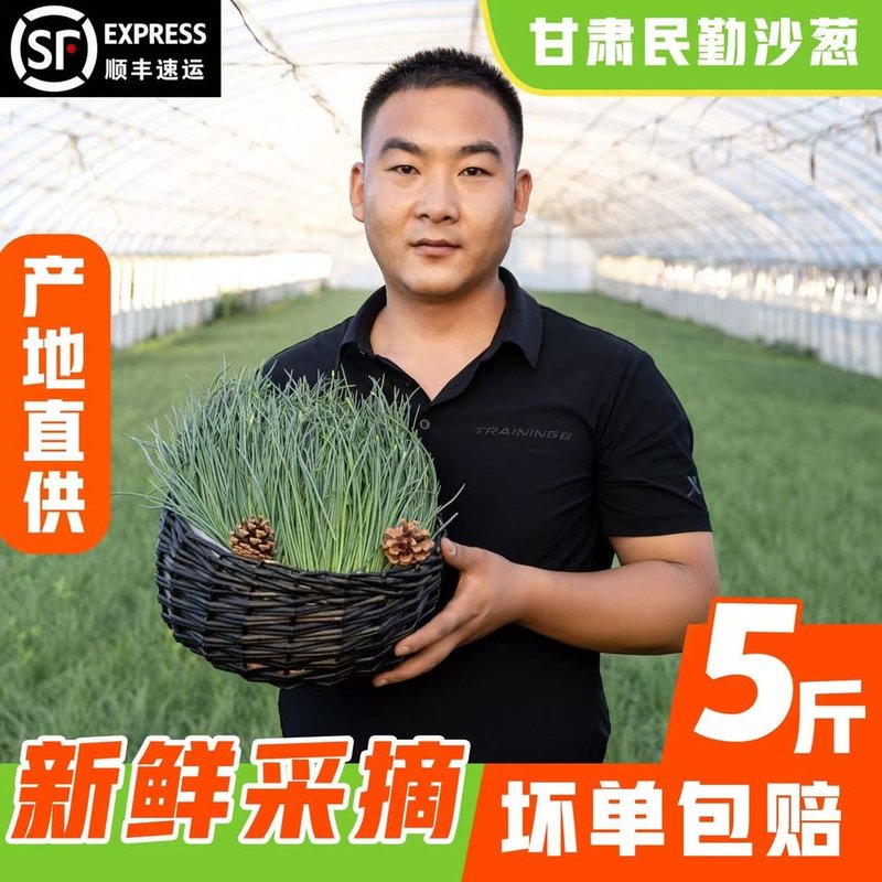 【顺丰快递】人工挑选沙葱新鲜甘肃民勤特产现摘沙葱新鲜家常菜