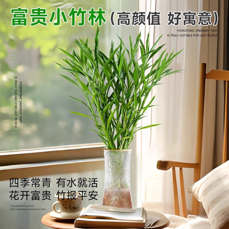 细叶富贵竹水培植物客厅招财水养节节高绿转运竹子特粗杆带根绿植