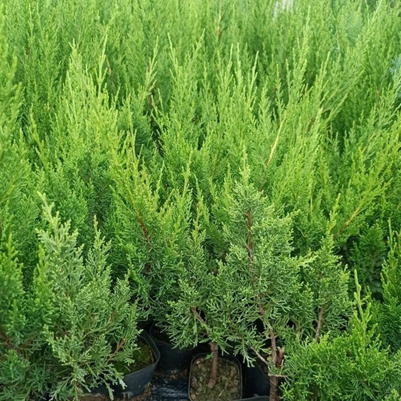 八房米叶系鱼川真柏嫁接苗素材树苗盆栽素材苗系鱼川针柏苗小苗,鲜花速递/花卉仿真/绿植园艺,绿植,淘宝优惠券,粉丝福利购,淘宝优惠卷