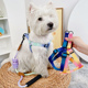 狗狗牵引绳胸背带遛猫绳狗链遛狗绳幼犬小狗比熊法斗宠物防挣脱猫