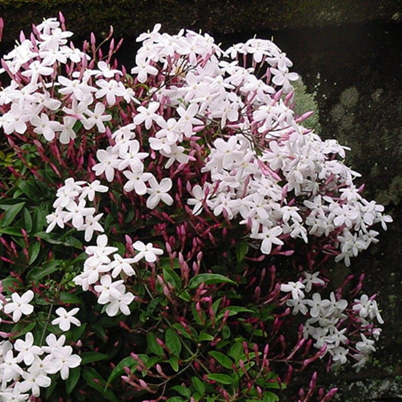 多花素馨花苗花卉藤本植物多年生攀援爬藤蔓四季常绿阳台庭院新款