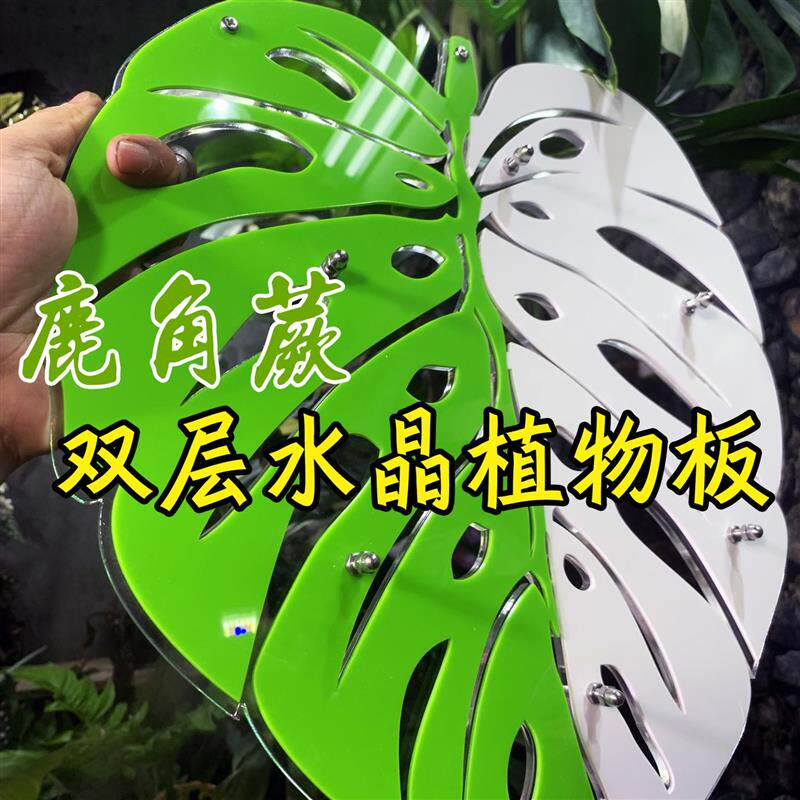 鹿角蕨板植挂板二岐鹿角蕨