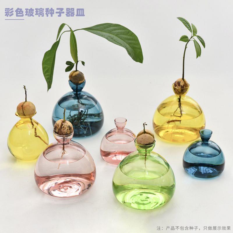日式牛油果水培玻璃花瓶专