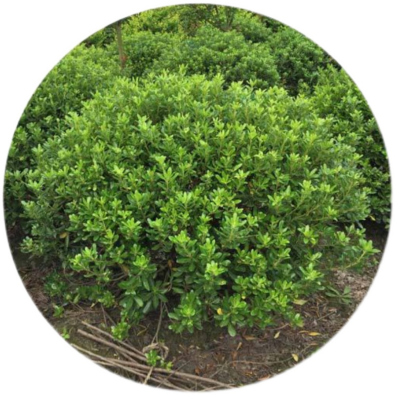 海桐苗 海桐树苗 海桐球四季常青气味芳香驱蚊虫绿植物围墙绿篱笆