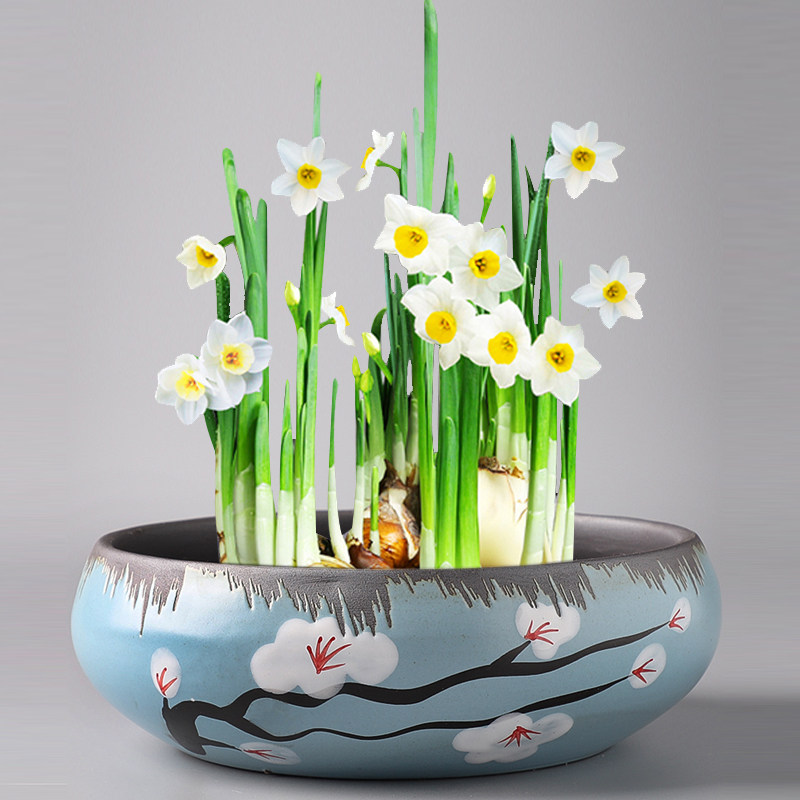 水培花盆紫砂陶瓷无孔水养一叶莲睡莲碗莲铜钱草金钱水仙花大号盆