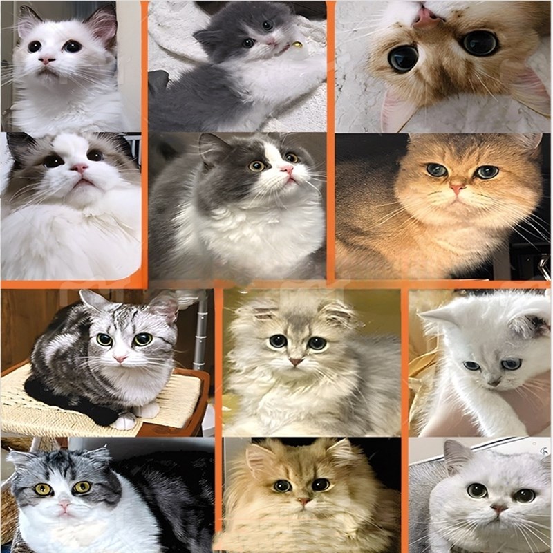 开个小灶猫咪湿粮乳鸽鸡肉配方成幼猫主食猫饭零食猫粮