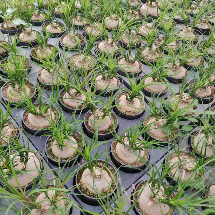 酒瓶兰盆栽多头办公桌趣味盆景常绿观叶植物象腿树室内外花卉绿植