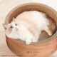 猫咪世界 可用窝磨爪猫窝猫抓板超大号 瓦楞纸猫抓板猫窝圆形四季