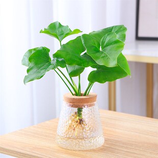 春羽水培盆栽办公室桌面水养观叶绿植新手好养活绿色植物室内盆栽