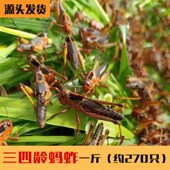 蚂蚱蝗虫丁蜢蚱蜢活虫东亚飞蝗画眉鸟食虫子蝎子胡蜂饲料爬虫宠物