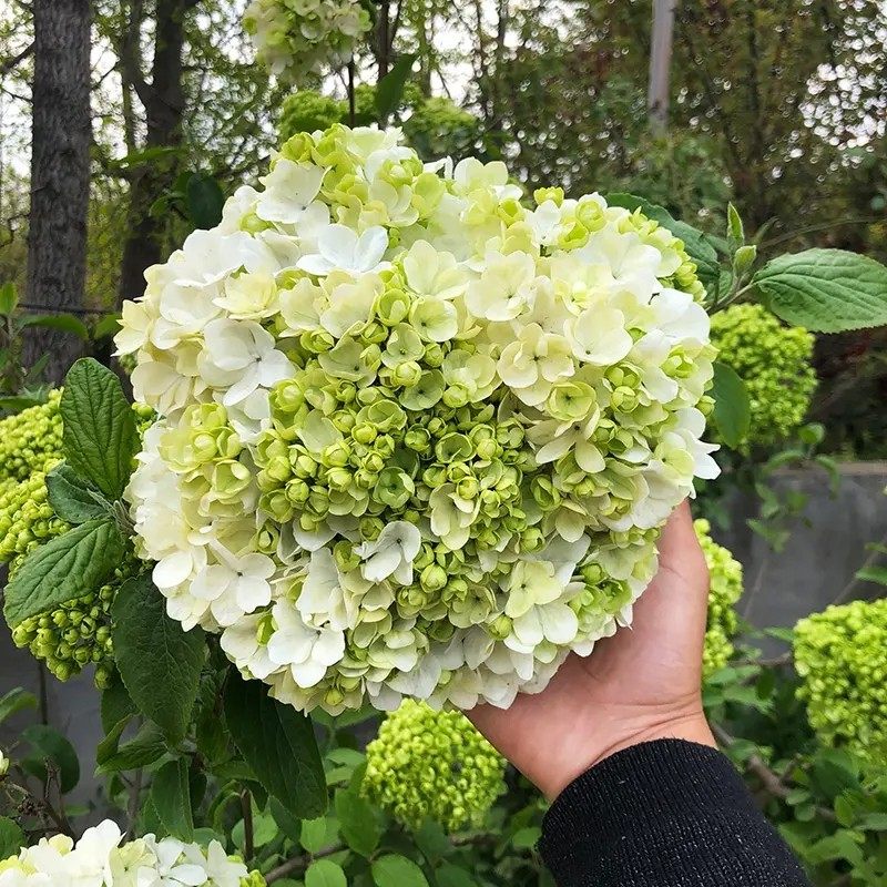 木本欧洲玫瑰绣球树苗中华木绣球大花斗球室内外庭院盆栽地栽花卉,鲜花速递/花卉仿真/绿植园艺,绣球/木绣球/木本植物,淘宝优惠券,粉丝福利购,淘宝优惠卷