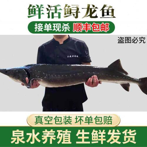 1-20斤鲟龙鱼鲟鳇鱼鲜活现杀生鲜海鲜软骨无刺整条礼品食用淡冷水