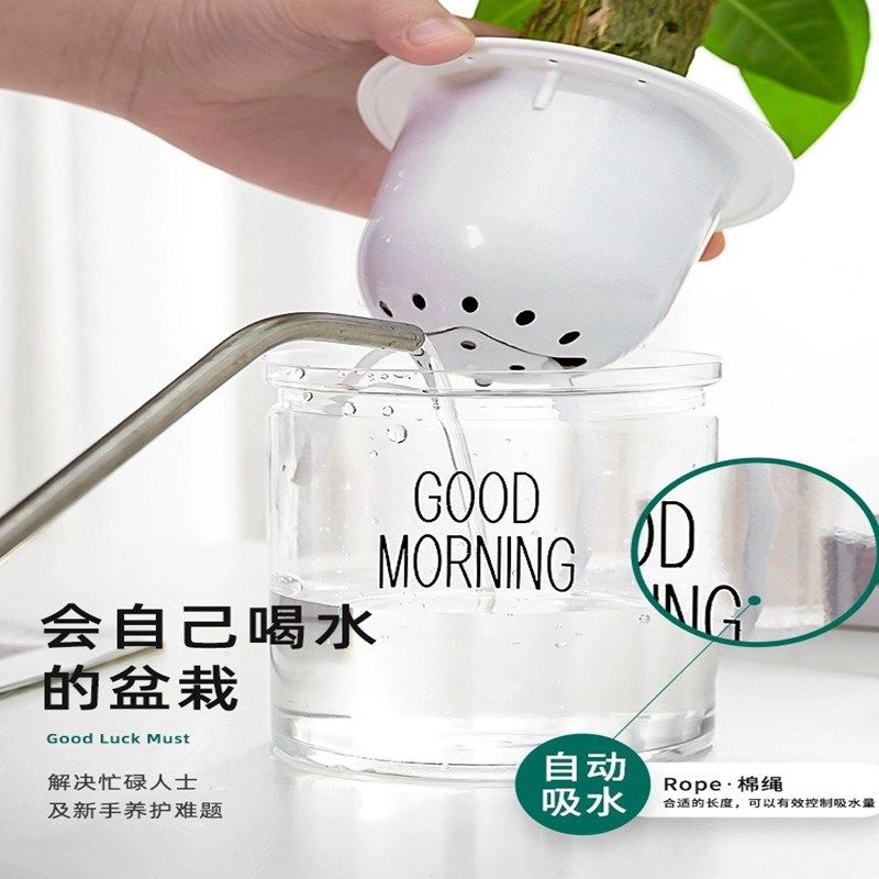 绿萝发财树文竹多肉花卉盆栽植物室内薄荷富贵竹水培小绿植好养活,鲜花速递/花卉仿真/绿植园艺,绿植,淘宝优惠券,粉丝福利购,淘宝优惠卷