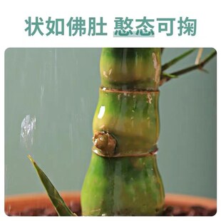 矮化佛肚竹盆栽罗汉竹盆景绿色植物 凤尾竹米竹庭院竹多年生竹子