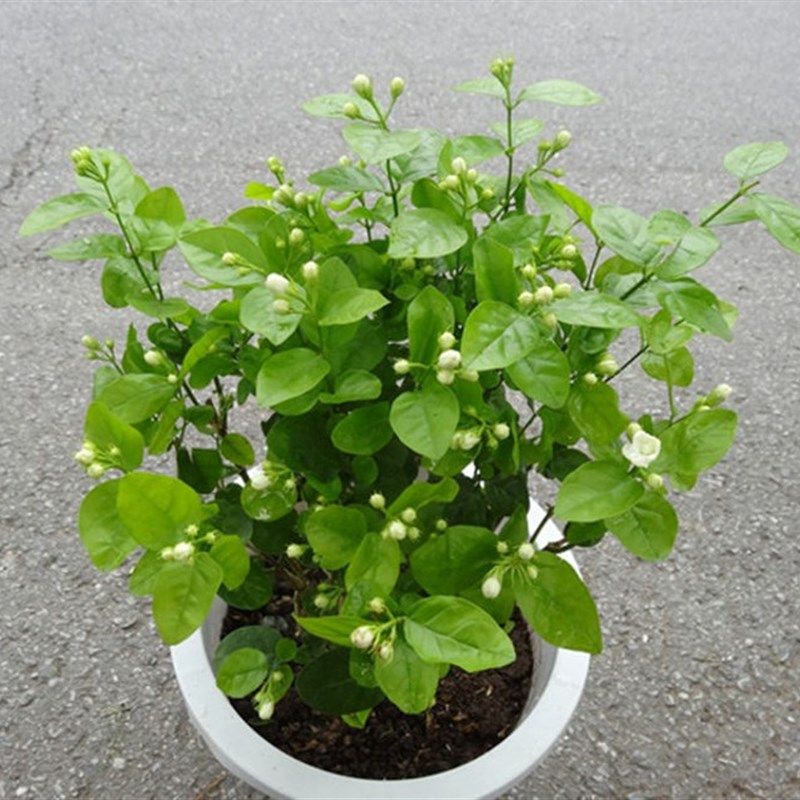 重瓣白茉莉花苗室内盆栽双色茉莉花苗香味浓郁净化空气花卉包邮