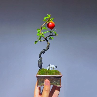 金弹子造型盆景掌中宝盆栽金弹子母树办公室带盆带土好养一物一拍