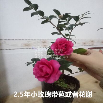 各种茶梅 财神茶梅 小玫瑰乙女立寒黄海内宝珠昭和之荣星上星