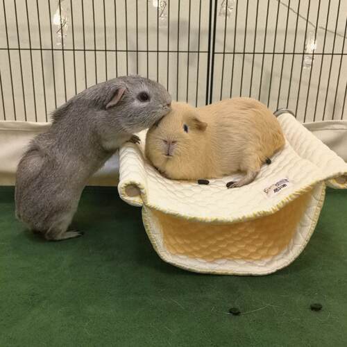 【居咪】荷兰猪豚鼠冰丝凉感夏天夏季吊床冰感面料 吸尿