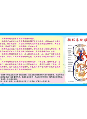 血液循环系统示意图挂图印制宣传画墙贴纸自粘kt板海报
