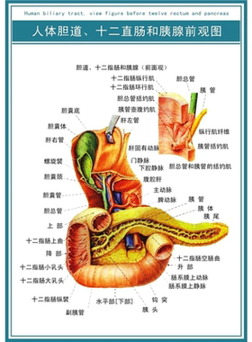 人体内脏解剖系统示意图人体内脏器官结构图全身医学宣传挂图海报