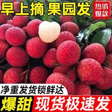 桂味荔枝新鲜水果当季大果王现摘应季桂花味香爆甜顺丰京东快递