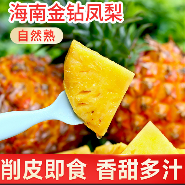 香甜多汁海南金钻凤梨采摘