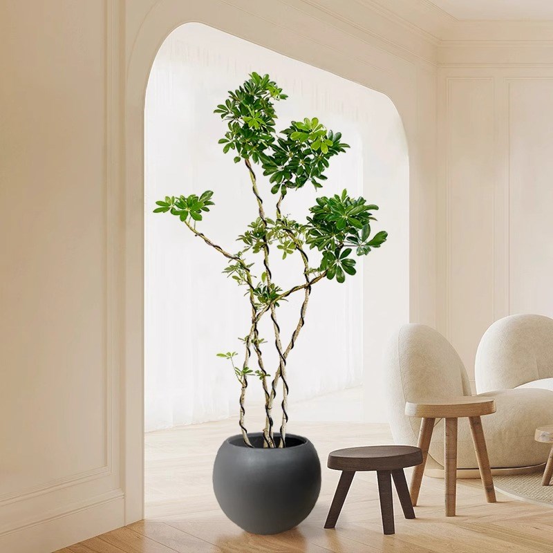 造型鸭脚木客厅大盆栽绿植真树办公室内落地大型绿色植物四季好养