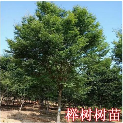 榉树苗朴树苗丛生朴树丛生榉树庭院别墅大型古树景观工程绿化苗木
