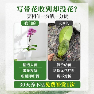 蝴蝶兰盆栽带花苞花苗室内阳台鲜花植物花期超长的花卉易养活四季