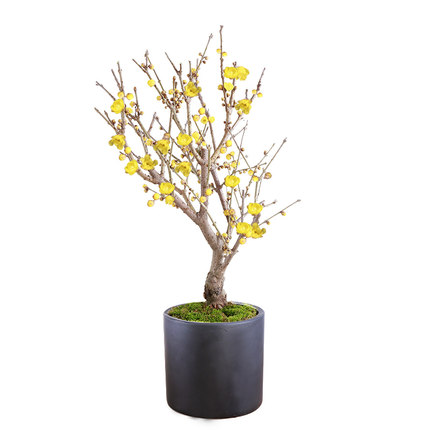 腊梅花树苗盆栽丛生地栽庭院风景树耐寒耐旱矮化老桩好养素心腊梅