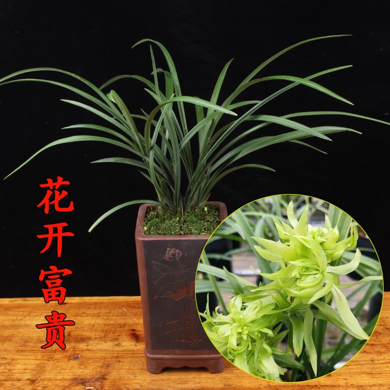 兰花苗盆栽春兰奇花 花开富贵 浓香室内绿植好养名贵四季植物兰草