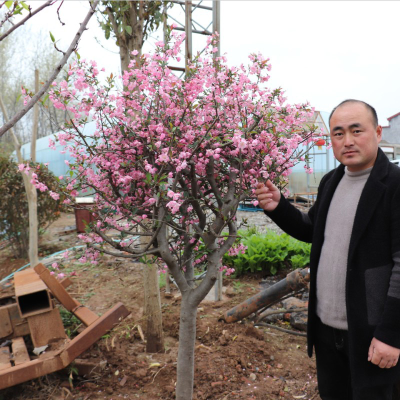 西府海棠花树苗盆栽垂丝海棠大苗海棠苗木本观花花卉植物