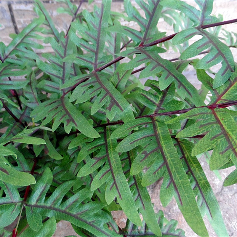 新款特大把束仿真绿植热带雨林蕨类植物墙装饰摆放菠斯草凤尾蕨叶