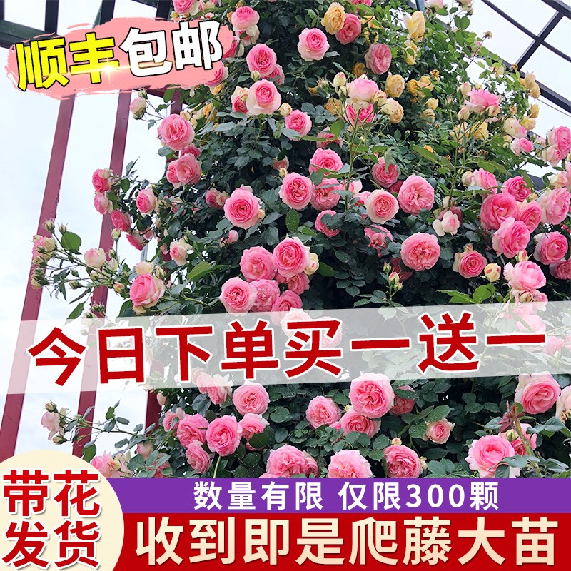 藤本月季花苗特大花浓香庭院植物室内花卉盆栽玫瑰爬藤蔷薇四季开