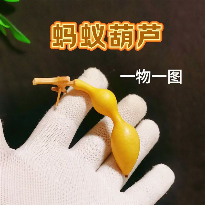 天然蚂蚁肚手捻小葫芦尖肚异形文玩手把件一物一图精品老葫芦