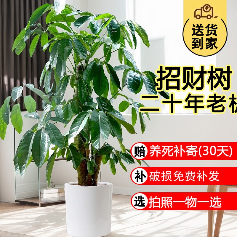招财树大型绿植发财树客厅盆栽大办公室大棵开业礼物摆设幸福树