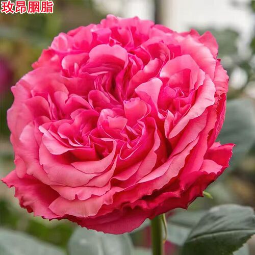 超新品法国玫昂胭脂月季苗灌木超大花浓香庭院阳台盆栽四季开花