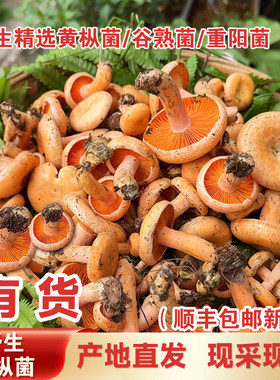 湖南野生黄枞菌乌枞菌新鲜蘑菇寒菇重阳菌松树菌三九菇雁来蕈