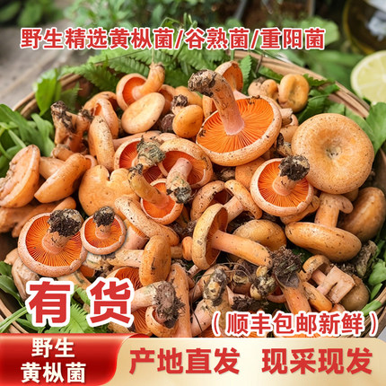 湖南野生黄枞菌乌枞菌新鲜蘑菇寒菇重阳菌松树菌三九菇雁来蕈