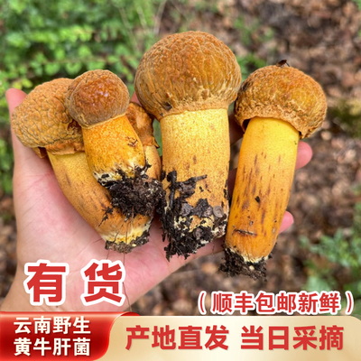 云南黄牛肝菌500g顺丰包邮