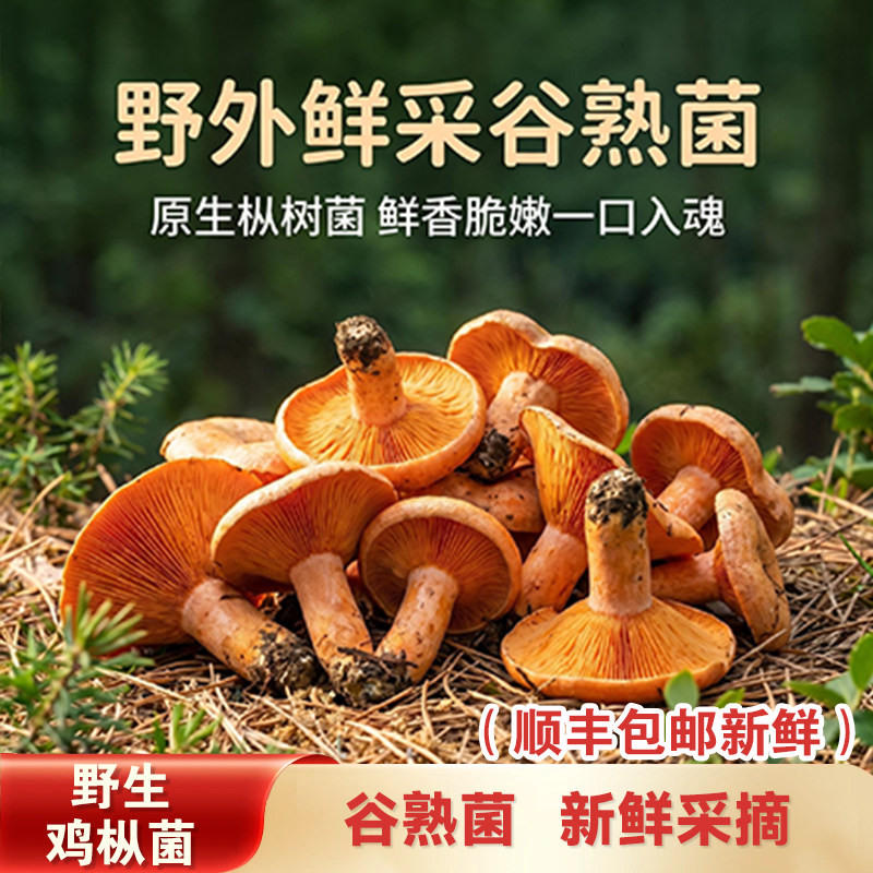 湖南野生黄枞菌新鲜中大朵