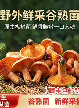 湖南野生黄枞菌四川高原枞菌寒菇重阳菌枞树菌三九菇雁来蕈中大朵
