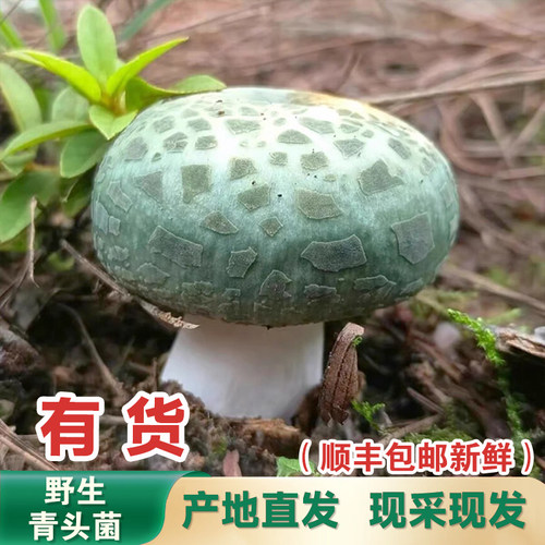 云南新鲜野生青头菌绿菇