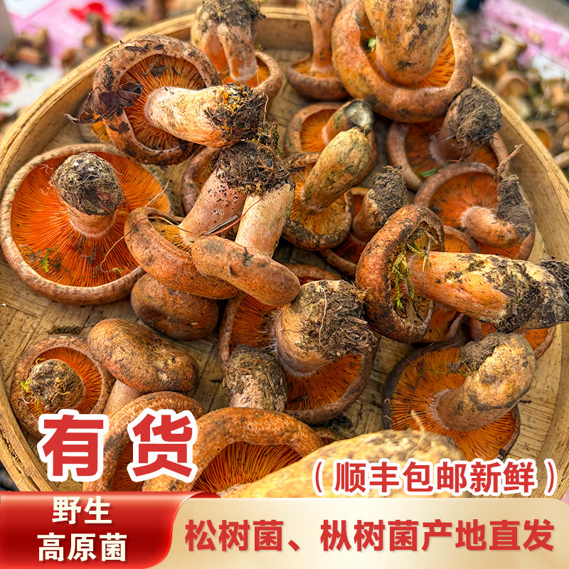 四川高原菌高原枞菌新鲜野生高原菌松树菌松乳菇松菌重阳菌枞树菌